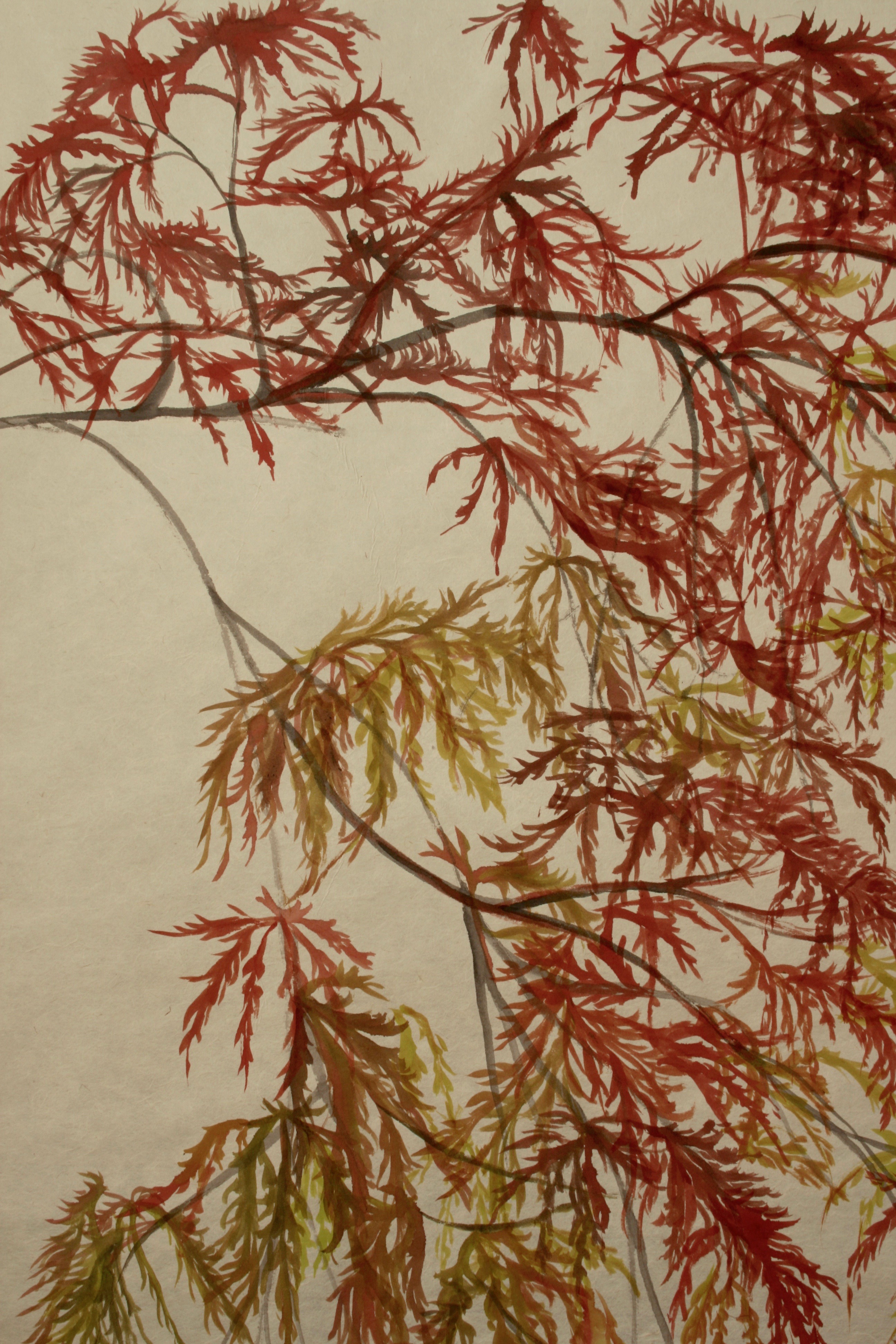 Feathery leaves cascading from graceful branches