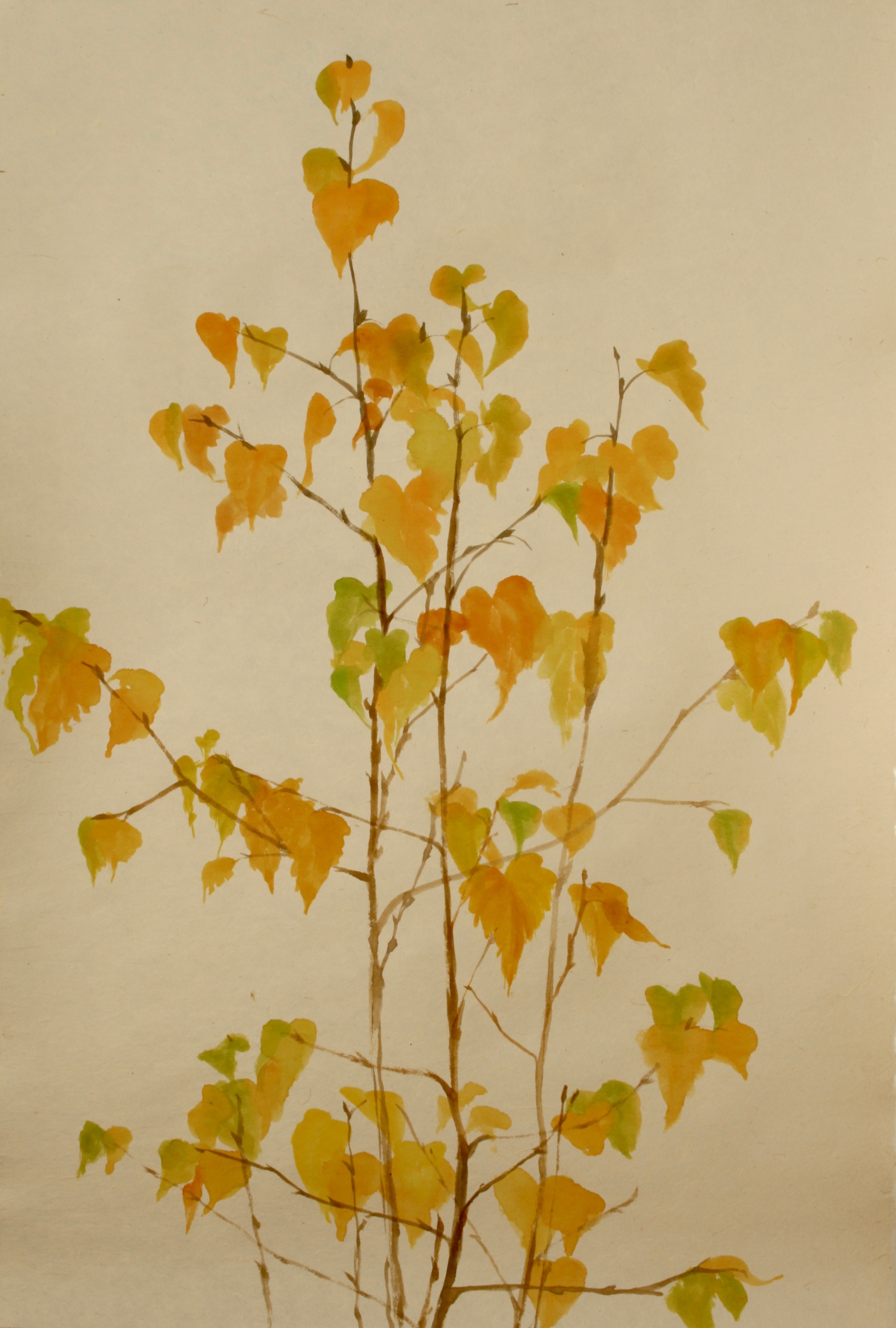 Silver Birch on Hosokawa Kozo