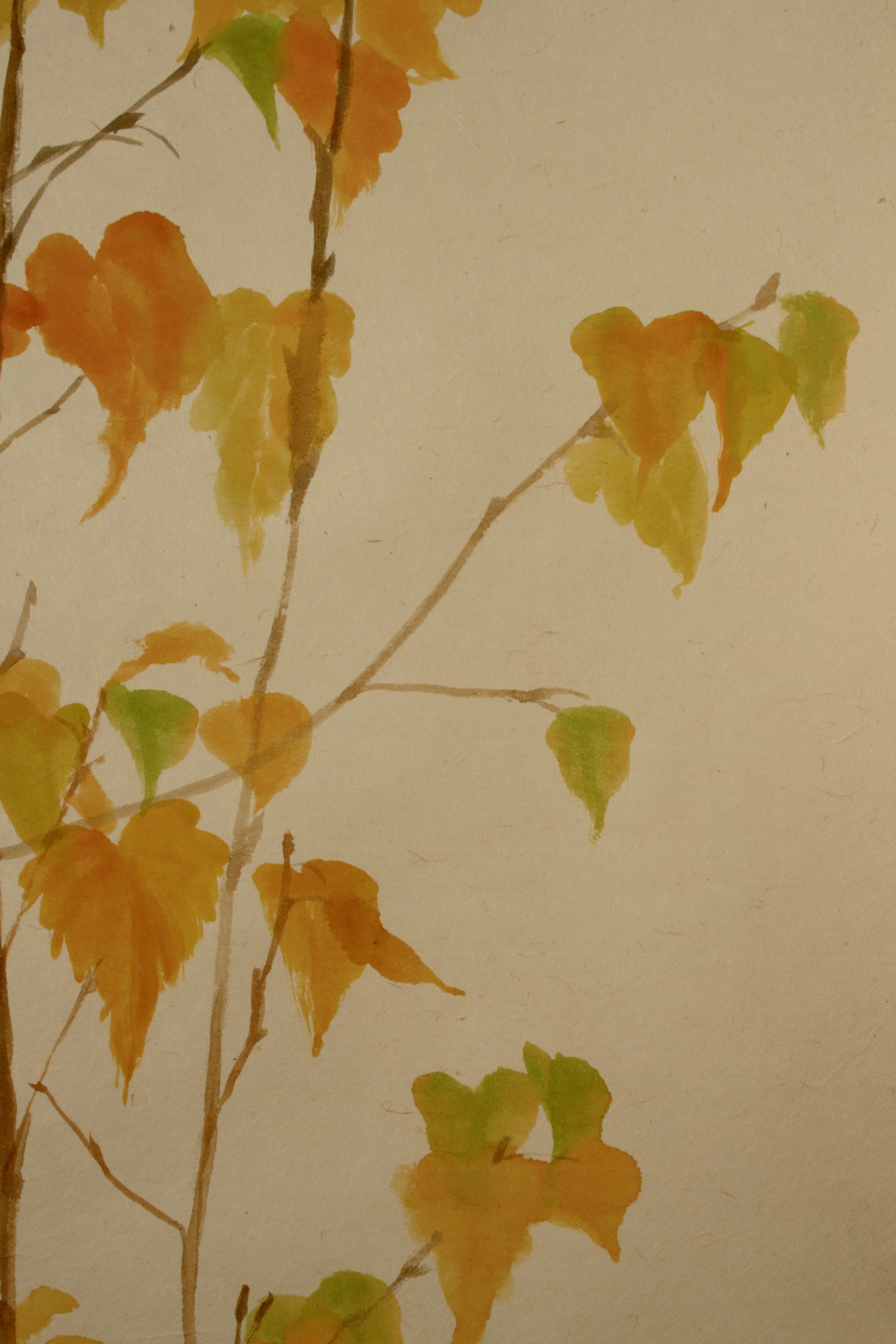 Silver Birch saplings