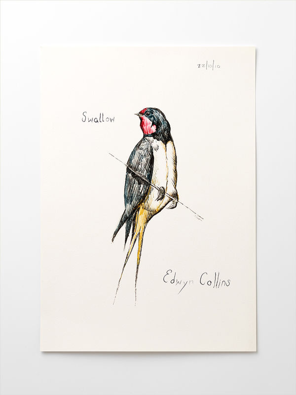 Swallow A3 Giclée by Edwyn Collins - product images