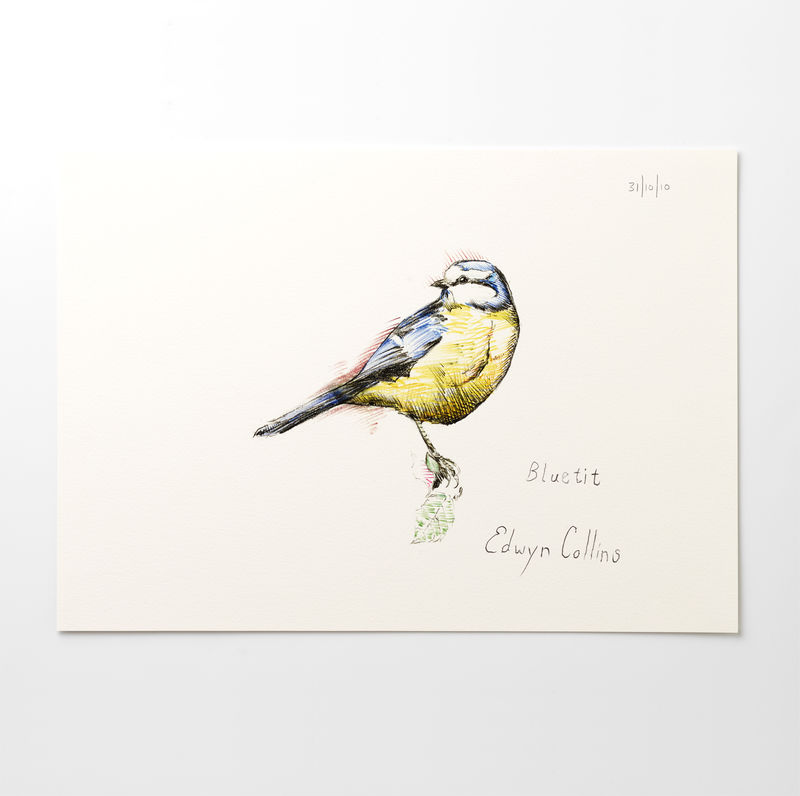 Blue Tit A3 Giclée by Edwyn Collins - product images