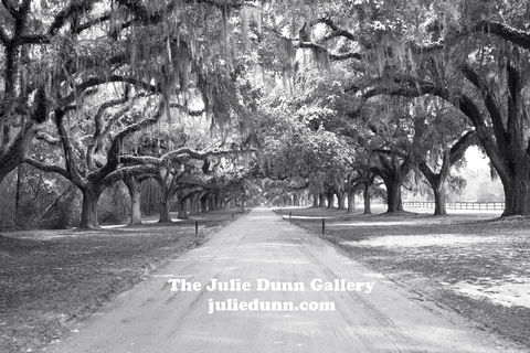Lowcounty,Live,Oaks,live oak trees, black and white photography, driveway, trees, Charleston