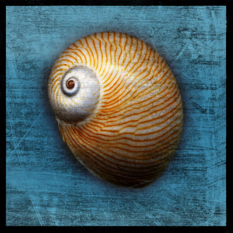 Shark,Eye,No.,2,-,8,in,x,Altered,Photograph,Art,Photography,Digital,surreal,nature,texture,altered,seashell,shark_eye,blue,paper,ink