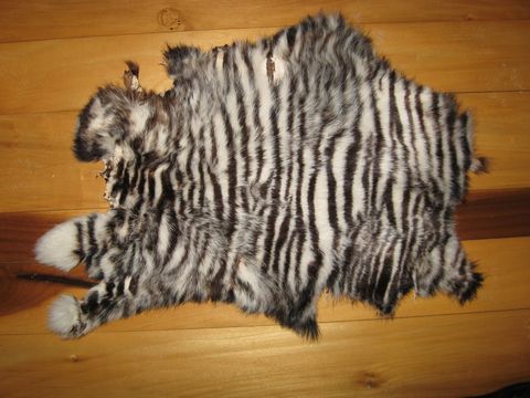 Zebra,Printed,Rabbit,Skin,rabbit skin ,craft skin , leather, skin, zebra print skin, tanned hide,skin,rabbit hide ,fur , rabbit fur, zebra , BrushCreekWoolWorks, Brush Creek Wool Works
