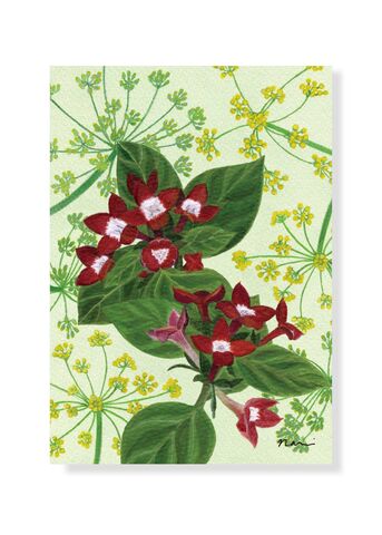 Christmas,Card,Bouvardia,Christmas card, flower, boubardia, fennel, illustration, Japanese, Merry Christmas, acrylic paints, flower painting
