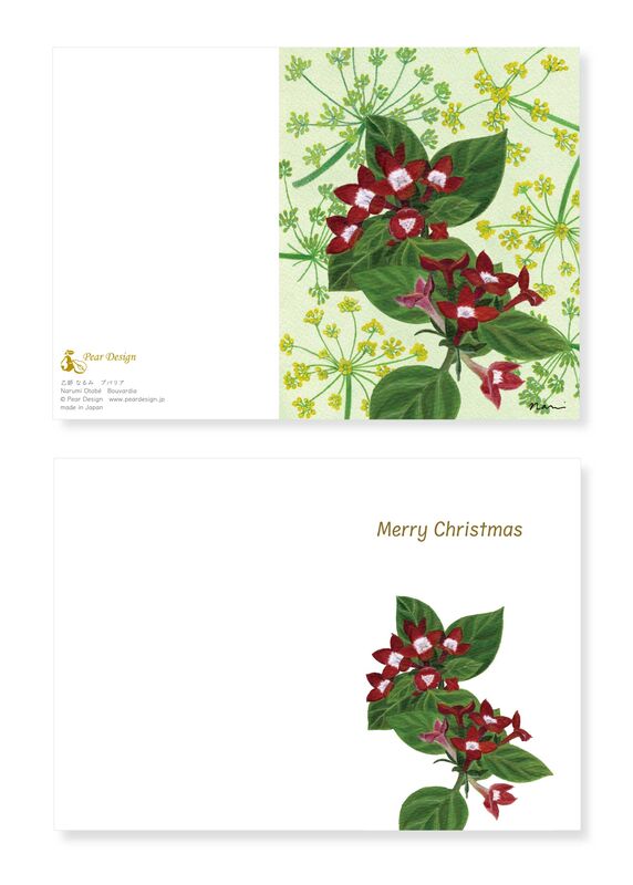 Christmas Card Bouvardia - product images  of 