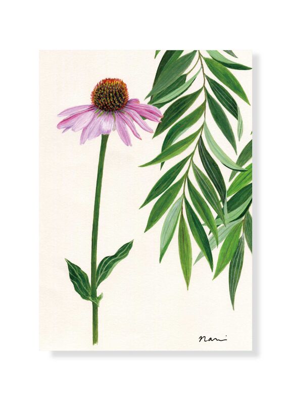 Postcard  Echinacea - product images  of 