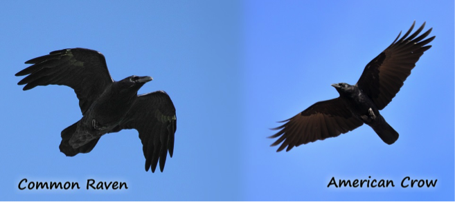 Common raven and American Crow