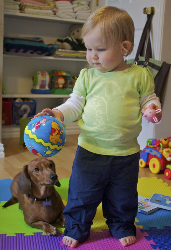 Gus Gus the dachshund - hand dyed t-shirt original design front and back - product image  
