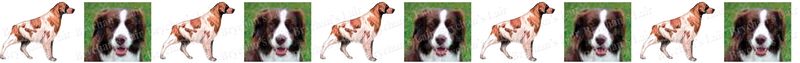 Brittany Spaniel Dog Breed Specific Craft Designer Grosgrain Ribbon - product image  