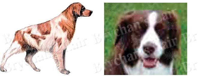 Brittany Spaniel Dog Breed Specific Craft Designer Grosgrain Ribbon - product image  