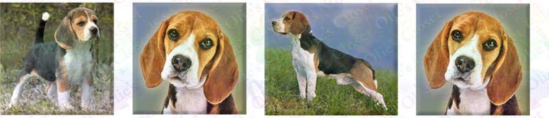 Beagle Dog Breed Specific Version No2 Custom Printed Grosgrain Ribbon by the Yard - product image  