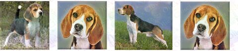 Beagle,Dog,Breed,Specific,Version,No2,Custom,Printed,Grosgrain,Ribbon,by,the,Yard,Beagle Dog Breed Specific Craft Designer Grosgrain Ribbon, breed specific dog ribbon, craft dog ribbon, grosgrain ribbon, dog breed grosgrain ribbon, custom grosgrain ribbon, designer grosgrain ribbon, pedigree dog grosgrain ribbon