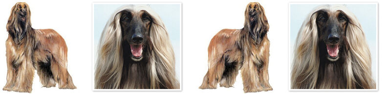 Afghan Hound Dog Breed Specific Version Custom Printed Grosgrain Ribbon by the Yard - product image  