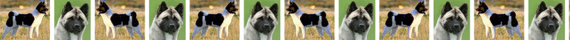 Akita Black and White Dog Breed Specific Craft Designer Grosgrain Ribbon - product image  