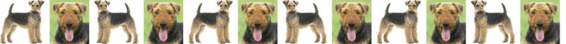 Airedale Terrier Dog Breed Specific Craft Designer Grosgrain Ribbon - product image  
