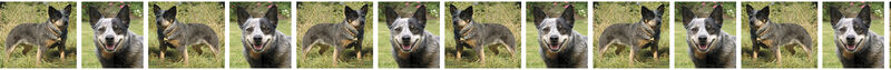 Australian Cattle Dog - Dog Breed Specific Custom Printed Grosgrain Ribbon by the Yard - product image  