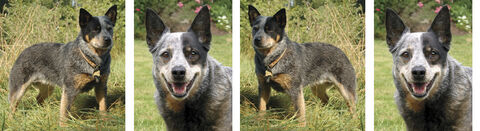 Australian,Cattle,Dog,-,Breed,Specific,Custom,Printed,Grosgrain,Ribbon,by,the,Yard,Australian Cattle Dog - Dog Breed Specific Custom Printed Grosgrain Ribbon by the Yard, custom printed dog breed specific designed grosgrain ribbon, dog breed ribbon by the yard, unique custom handprinted dog breed specific grosgrain ribbon