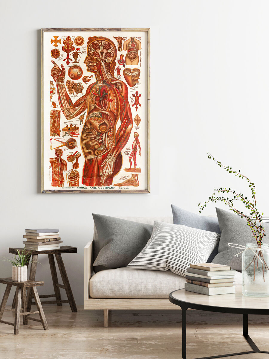 Vintage anatomical poster chart , science anatomy, human nerves and muscular system, medicine vintage poster | Clinic Decor Wall Art - product images  of 