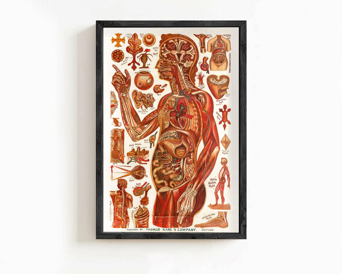 Vintage anatomical poster chart , science anatomy, human nerves and muscular system, medicine vintage poster | Clinic Decor Wall Art - product images  of 