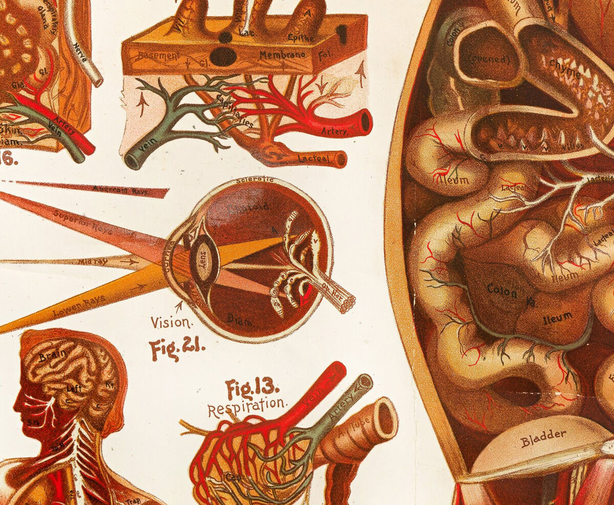 Vintage anatomical poster chart , science anatomy, human nerves and muscular system, medicine vintage poster | Clinic Decor Wall Art - product images  of 