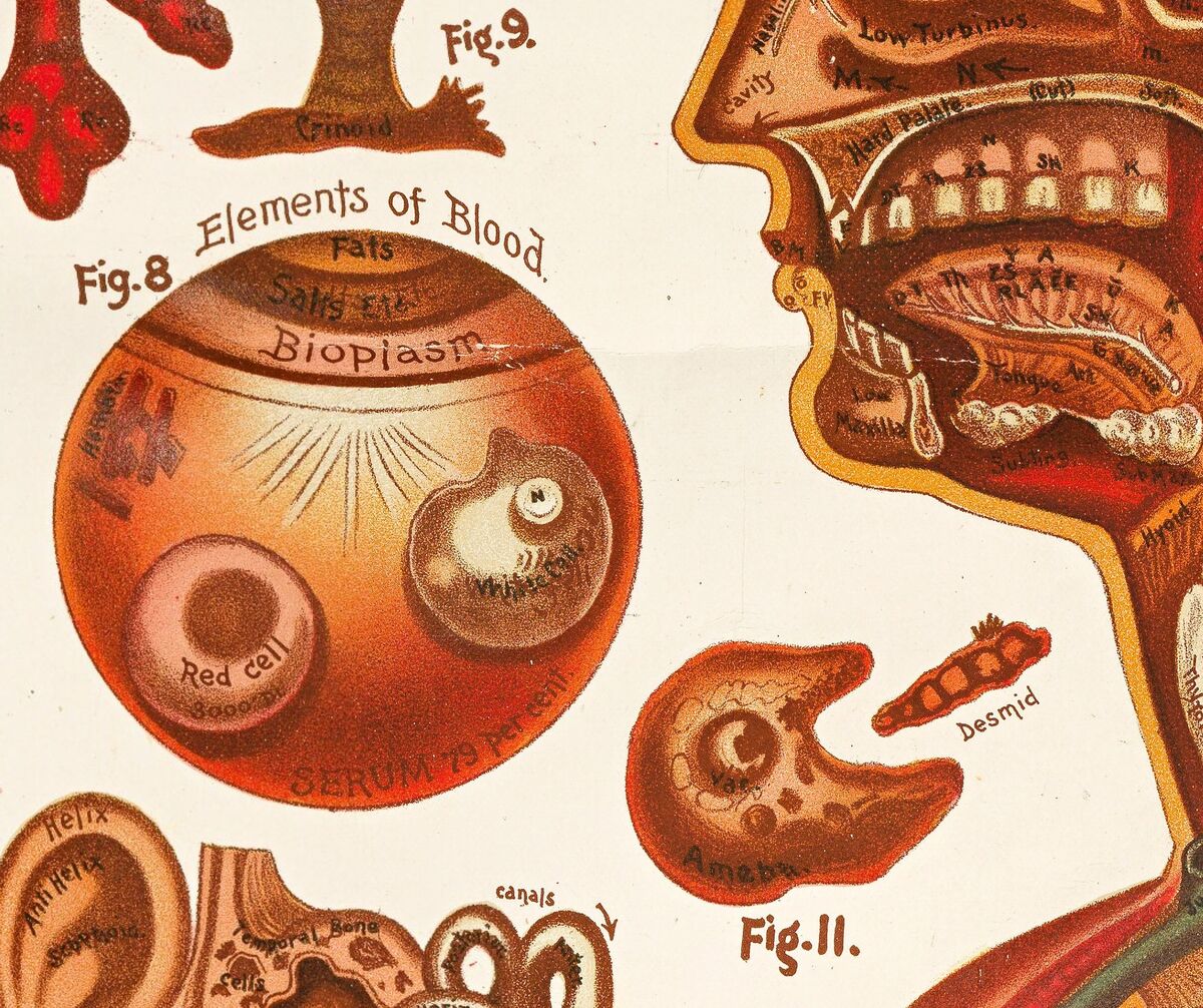 Vintage anatomical poster chart , science anatomy, human nerves and muscular system, medicine vintage poster | Clinic Decor Wall Art - product images  of 