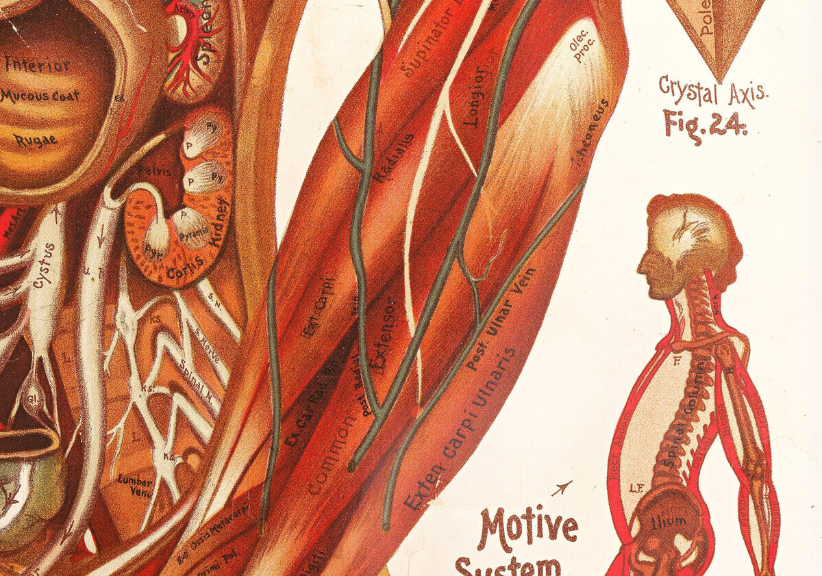 Vintage anatomical poster chart , science anatomy, human nerves and muscular system, medicine vintage poster | Clinic Decor Wall Art - product images  of 