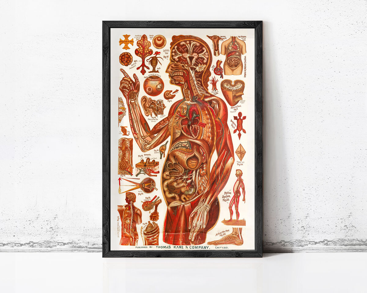 Vintage anatomical poster chart , science anatomy, human nerves and muscular system, medicine vintage poster | Clinic Decor Wall Art - product images  of 