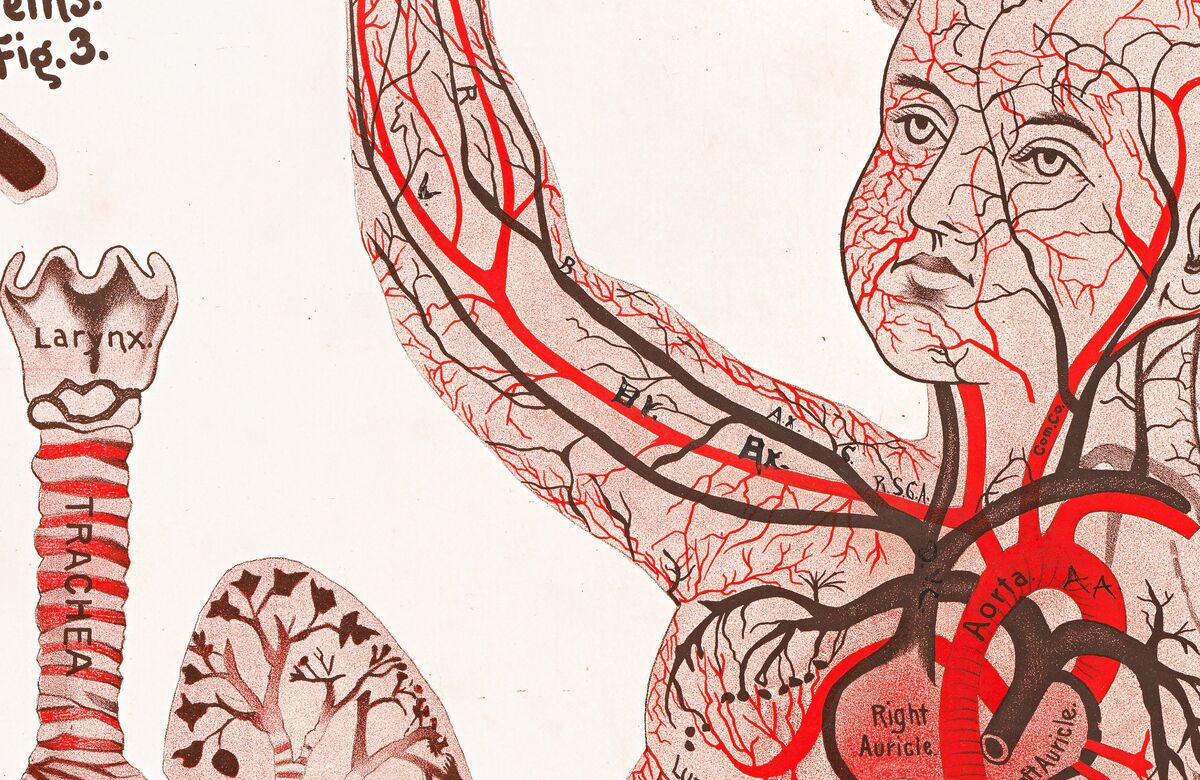 Circulatory System Vintage poster Chart "The River of Life", organs, veins and blood components | Clinic Decor Wall Art - product images  of 