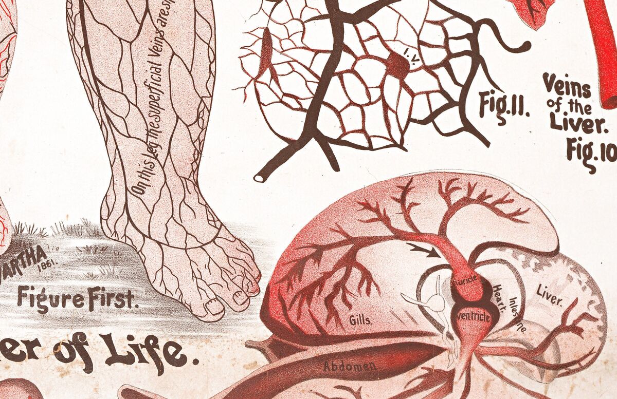 Circulatory System Vintage poster Chart "The River of Life", organs, veins and blood components | Clinic Decor Wall Art - product images  of 