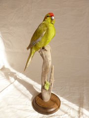 Product images  of 