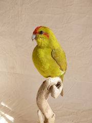 Product images  of 