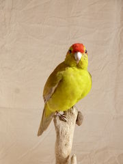 Product images  of 