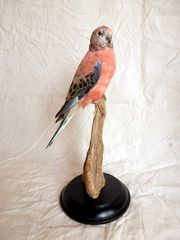 Product images  of 