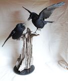 product images  of 