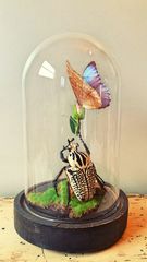 Product images  of 