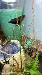 Product images  of 