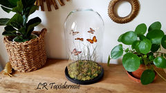 Product images  of 