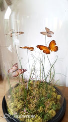 Product images  of 