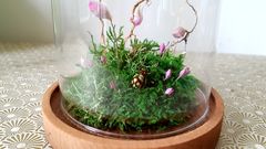 Product images  of 