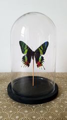 Product images  of 