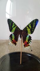 Product images  of 