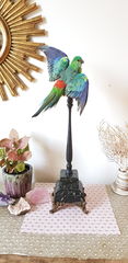Product images  of 