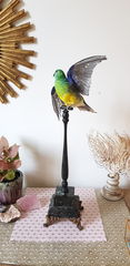 Product images  of 