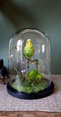 Product images  of 
