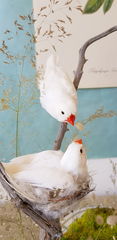 Product images  of 