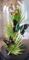 Product images  of 