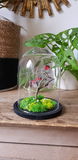 product images  of 