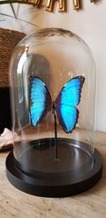 Product images  of 