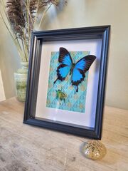 Product images  of 